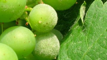 les 7 règles à suivre pour réussir sa lutte contre l'oïdium